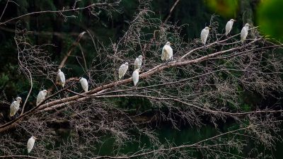 Kuhreiher (Schlichtkleid) / Cattle Egret