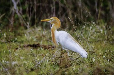 Kuhreiher (M) (Prachtkleid) / Cattle Egret