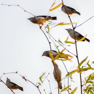 Graukopfstar / Chestnut-tailed Starling