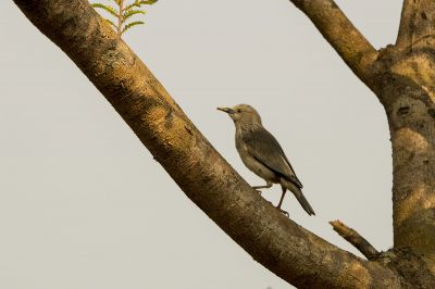 Graukopfstar / Chestnut-tailed Starling