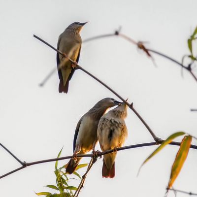 Graukopfstar / Chestnut-tailed Starling