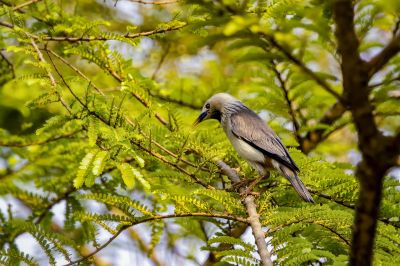 Graukopfstar / Chestnut-tailed Starling