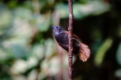 Rotflügel-Buschtimalie (M) / Chestnut-winged babbler