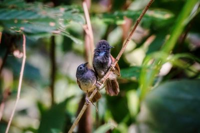 Rotflügel-Buschtimalie (M&W) / Chestnut-winged babbler