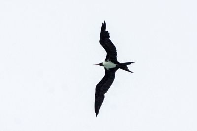 Weißbauch Fregattvogel (W) / Christmas Frigatebird - Christmas Island frigatebird