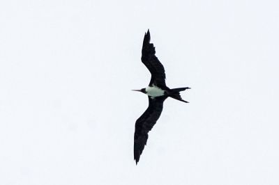 Weißbauch Fregattvogel (W) / Christmas Frigatebird / Christmas Island frigatebird