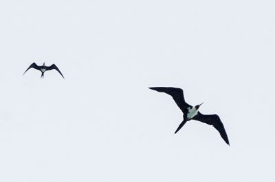 Weißbauch Fregattvogel (W) / Christmas Frigatebird - Christmas Island frigatebird