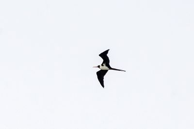 Weißbauch Fregattvogel (W) / Christmas Frigatebird - Christmas Island frigatebird