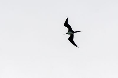 Weißbauch Fregattvogel (W) / Christmas Frigatebird - Christmas Island frigatebird