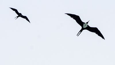 Weißbauch Fregattvogel (W) / Christmas Frigatebird - Christmas Island frigatebird