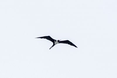 Weißbauch Fregattvogel (W) / Christmas Frigatebird - Christmas Island frigatebird