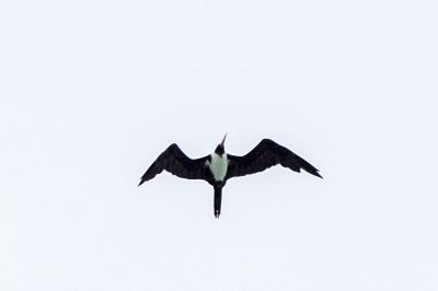 Weißbauch Fregattvogel (W) / Christmas Frigatebird - Christmas Island frigatebird