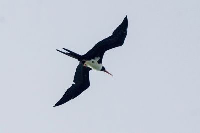 Weißbauch Fregattvogel (W) / Christmas Frigatebird - Christmas Island frigatebird