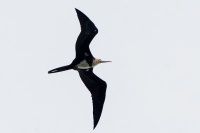 Weißbauch Fregattvogel (J) / Christmas Frigatebird - Christmas Island frigatebird