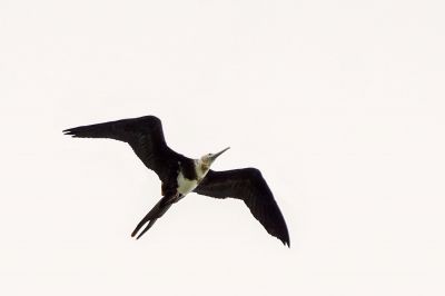 Weißbauch Fregattvogel (J) / Christmas Frigatebird / Christmas Island frigatebird