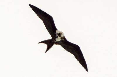 Weißbauch Fregattvogel (J) / Christmas Frigatebird - Christmas Island frigatebird