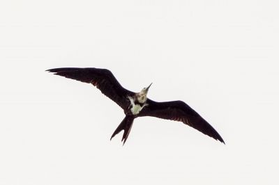 Weißbauch Fregattvogel (J) / Christmas Frigatebird - Christmas Island frigatebird