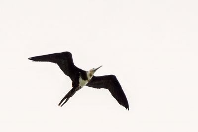 Weißbauch Fregattvogel (J) / Christmas Frigatebird - Christmas Island frigatebird