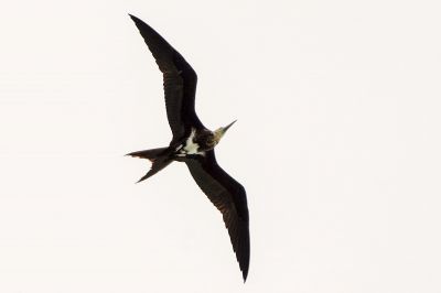 Weißbauch Fregattvogel (J) / Christmas Frigatebird - Christmas Island frigatebird