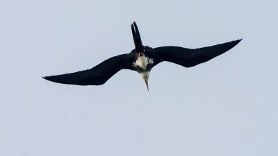 Weißbauch Fregattvogel (J) / Christmas Frigatebird - Christmas Island frigatebird