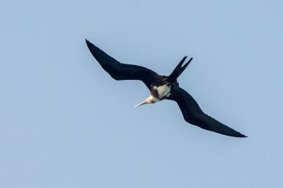 Weißbauch Fregattvogel (J) / Christmas Frigatebird - Christmas Island frigatebird