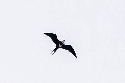 Weißbauch Fregattvogel (J) / Christmas Frigatebird - Christmas Island frigatebird