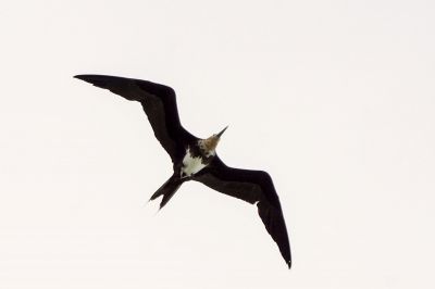 Weißbauch Fregattvogel (J) / Christmas Frigatebird - Christmas Island frigatebird