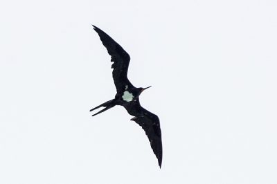 Weißbauch Fregattvogel (M) / Christmas Frigatebird / Christmas Island frigatebird