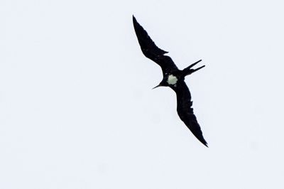 Weißbauch Fregattvogel (M) / Christmas Frigatebird - Christmas Island frigatebird