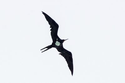 Weißbauch Fregattvogel / Christmas frigatebird