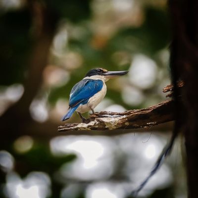 Halsbandliest / Collared Kingfisher