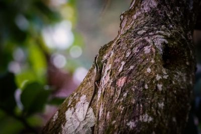 Blauschwanz Skink / Blue-tailed Skink