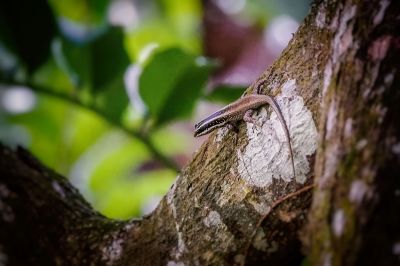 Blauschwanz Skink / Blue-tailed Skink