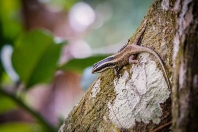 Blauschwanz Skink / Blue-tailed Skink