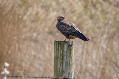 Mäusebussard / Common Buzzard