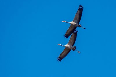 Kranich / Common Crane