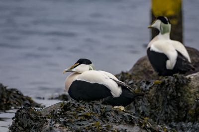 Eiderente (M) / Common Eider