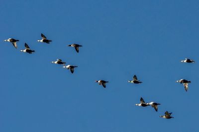 Eiderente / Common Eider