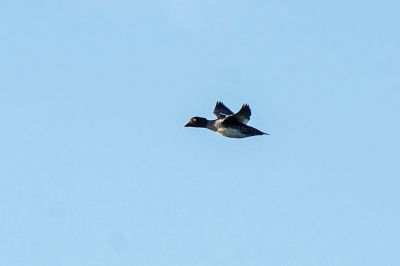 Schellente (F) / Common Goldeneye