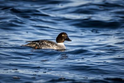 Schellente (F) / Common Goldeneye