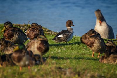 Schellente (F) / Common Goldeneye