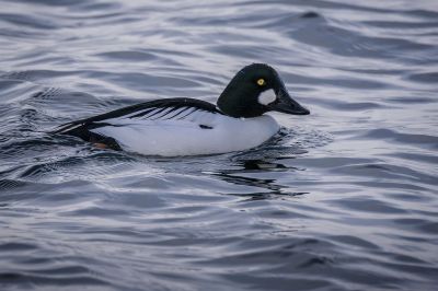 Schellente (M) / Common Goldeneye