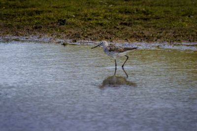 Grünschenkel / Common Greenshank