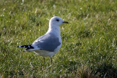 Sturmmöwe / Common Gull