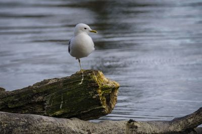 Sturmmöwe / Common Gull