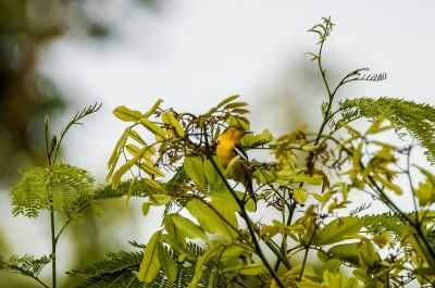 Schwarzflügeliora / Common Iora