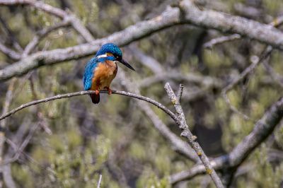 Eisvogel (M) / Common Kingfisher