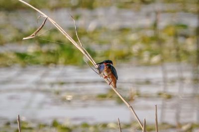 Eisvogel (M) / Common Kingfisher