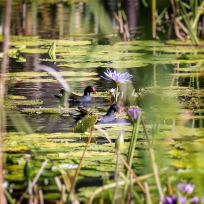 Teichralle / Common Moorhen