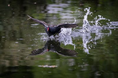 Teichhuhn - Teichralle / Common Moorhen